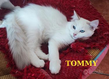 Ultimi Cuccioli di Razza Ragdoll disponibili