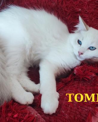 Ultimi Cuccioli di Razza Ragdoll disponibili