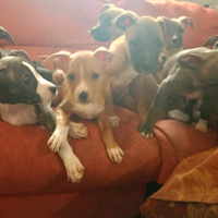 Cuccioli amstaf