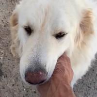 Cane femmina adulta