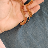Pantherophis guttatus