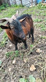 Becco tibetano