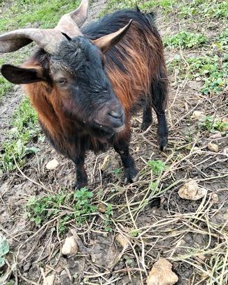 Becco tibetano