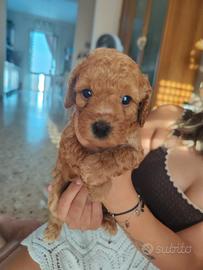 Piccoli cuccioli nati il 19/07/2026