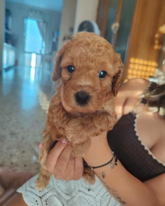 Piccoli cuccioli nati il 19/07/2026