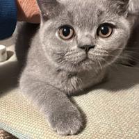 Cuccioli veri British Shorthair con Pedegree