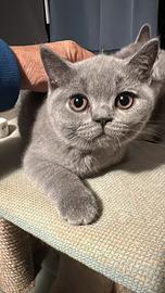 Cuccioli veri British Shorthair con Pedegree