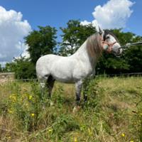 Cavallo di pura razza spagnola