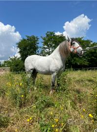 Cavallo di pura razza spagnola