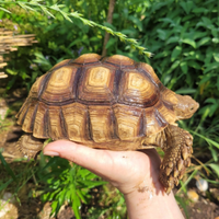 Tartaruga sulcata coppia tartarughe
