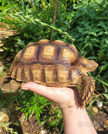 Tartaruga sulcata coppia tartarughe