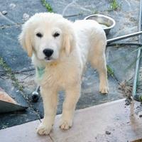 Golden retriever maschio PEDIGREE ENCI