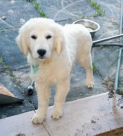 Golden retriever maschio PEDIGREE ENCI