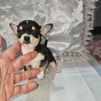 Chihuahua toy petto bianco