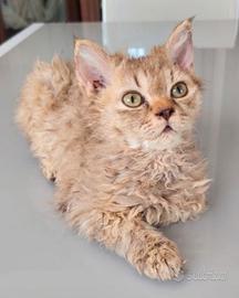 Cucciolo Selkirk Rex (a pelo riccio)