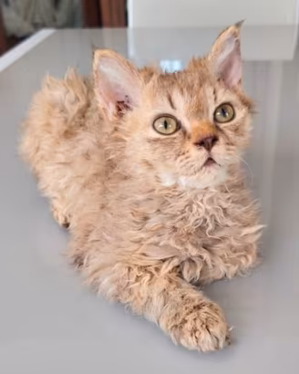 Cucciolo Selkirk Rex (a pelo riccio)
