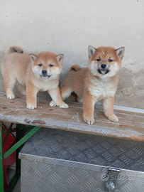 Shiba inu pedigree enci