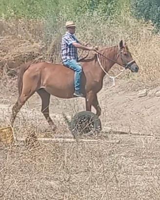 Cavalla