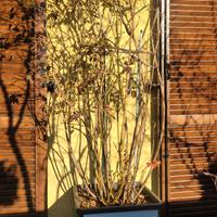 Pianta mirtillo americano con vaso