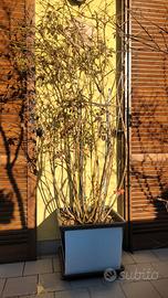 Pianta mirtillo americano con vaso