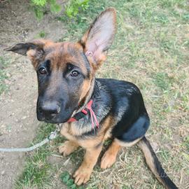 Cucciola pastore