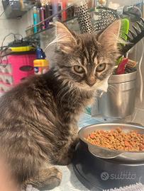 Maine coon