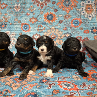 Cuccioli di barboncino