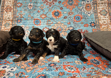 Cuccioli di barboncino