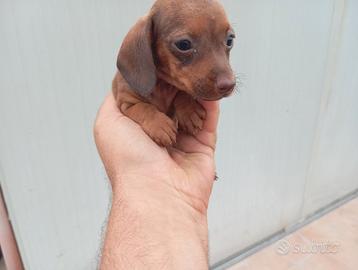 Cuccioli di bassotto