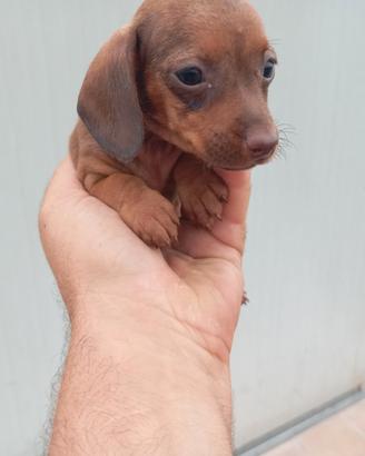 Cuccioli di bassotto