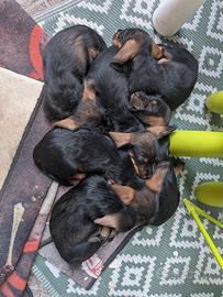 Cuccioli di bassotto