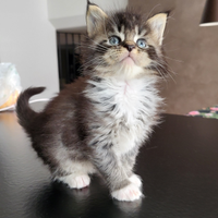 Maine Coon coon cucciola