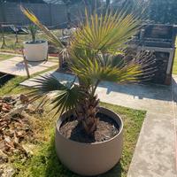 Pianta palma a ventaglio, doppio fusto, in vaso