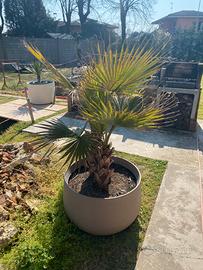 Pianta palma a ventaglio, doppio fusto, in vaso