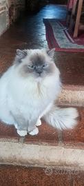 Gatta adulta ragdoll