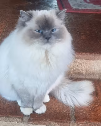 Gatta adulta ragdoll