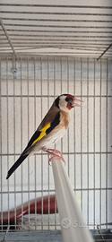 cardellina 