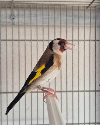 cardellina 