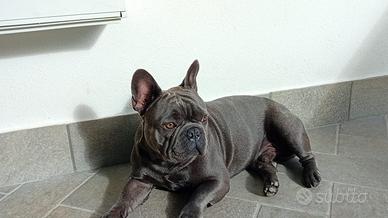 Bulldog Francese