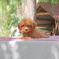 Cucciola di Barboncino