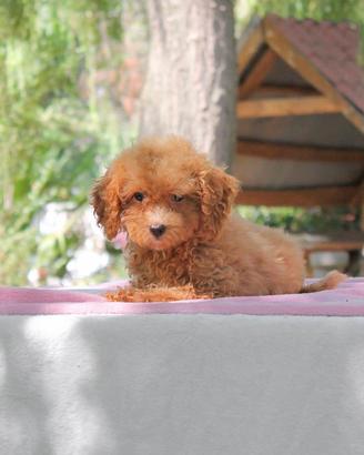 Cucciola di Barboncino