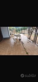 Animali