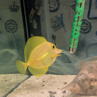 Zebrasoma flavescens