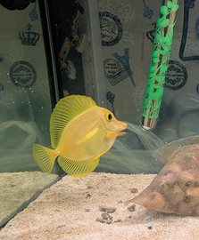 Zebrasoma flavescens