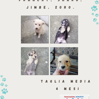 Cuccioli in adozione