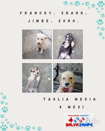 Cuccioli in adozione