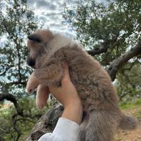 Akita giapponese ultimo cucciolo