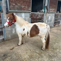 Pony femmina da sella