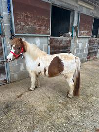 Pony femmina da sella