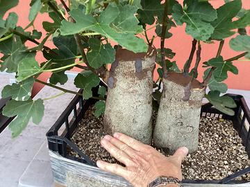 Pre Bonsai di ficusa carica